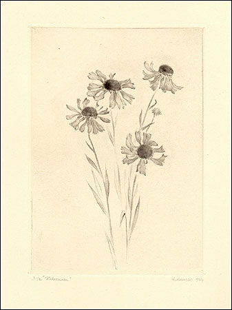 HELENIUM (LEGER 10)