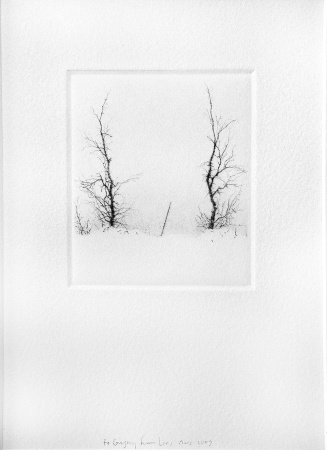 UNTITLED (TWO TREES AND A STICK) 